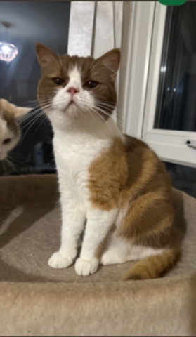 British Shorthair – BSH for adoption/sale