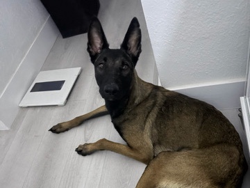 Belgian Shepherd Dog (Malinois) – 💔 The hardest post I’ve ever had to make… – Doral