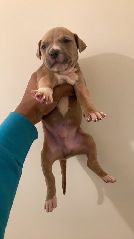 American Pit Bull Terrier – American Pitbull Terrier/Standard Bully