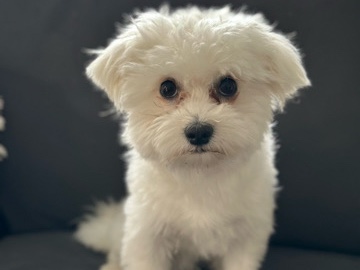 Maltese - Malteser 1 jähriger Deckrüde (kein Verkauf)  available for adoption in Munich