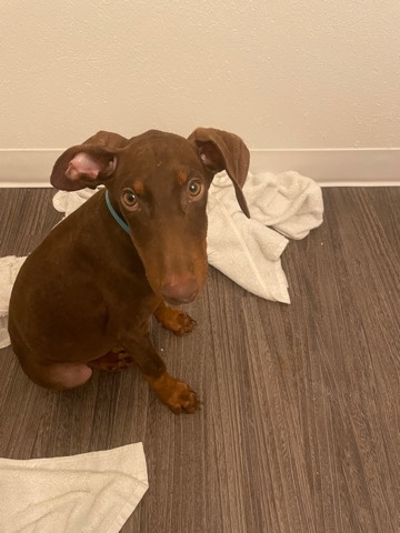 Doberman Pinscher – little reese
