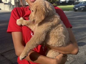 Golden Retriever – golden retriever puppy – San Bernardino