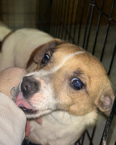 Jack Russell Terrier – rehome
