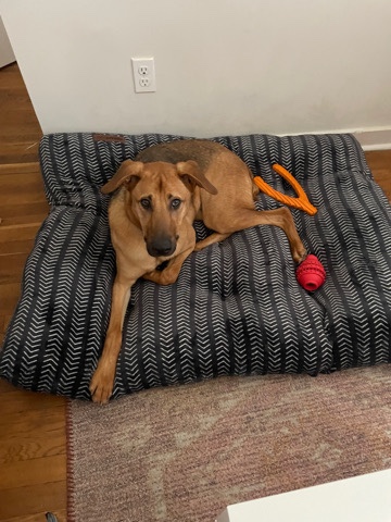 German Shepherd – great dog needs new home