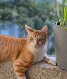 Tabby Cat - Benny
