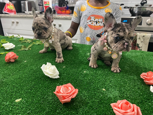 French Bulldog โ Frenchie bulldog Merle