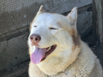Mixed Breed – Huskey Mix (Not 100% Sure) For Sale – San Antonio