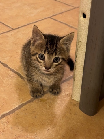 Munchkin – Sweet Munchkin Kitten
