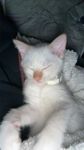 Siamese – Flame point Siamese