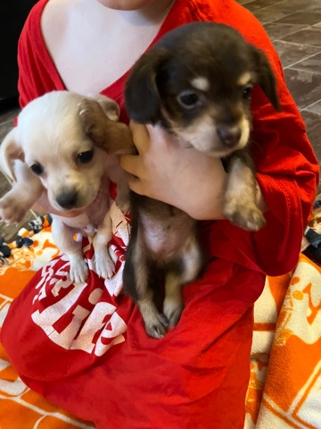 Chihuahua – chiweenie puppies