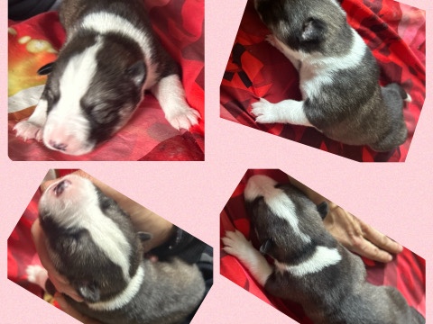 Siberian Husky - Siberian husky puppies available for adoption in Coatbridge