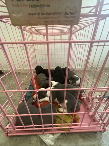 American Pit Bull Terrier – selling 6 puppies