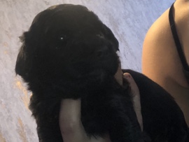 Cockapoo – Cockapoo puppies – Leigh