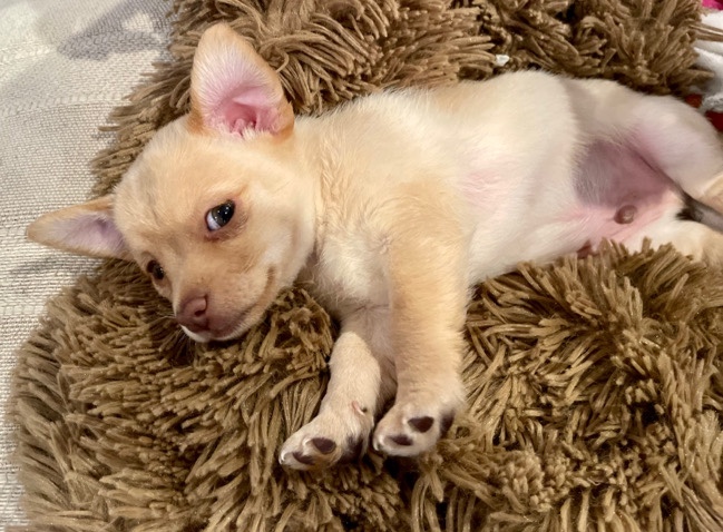 Adorable Havachi Pup