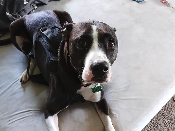 American Pit Bull Terrier – pitbull mix – Sharon
