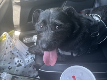 Standard Schnauzer – Sweet and Cuddly Schnauzer Terrier