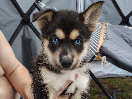 Siberian Husky – Siberian Husky Puppies – Jacksonville