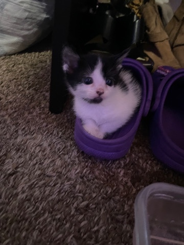 Female kitten
