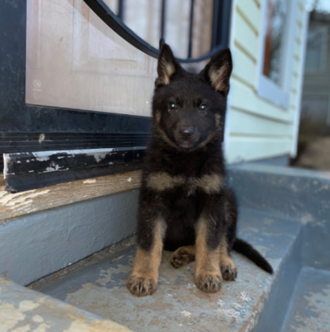 German Shepherd – Akc German Shepherd