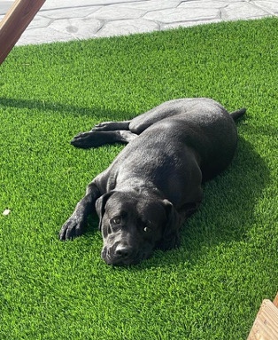 Labrador Retriever – Trying to rehome my dog with the right family