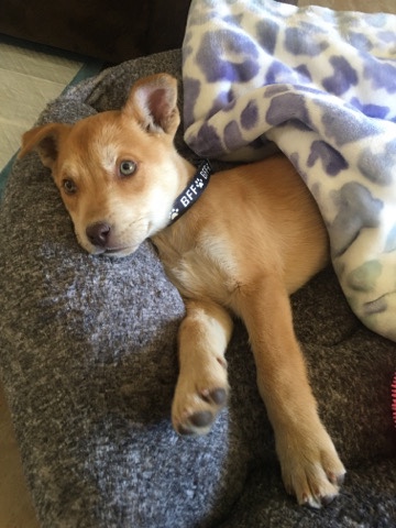 Pitt bull and husky mix