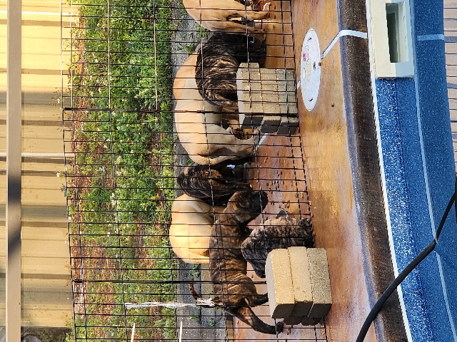Perro de Presa Canario – persa puppies forsale