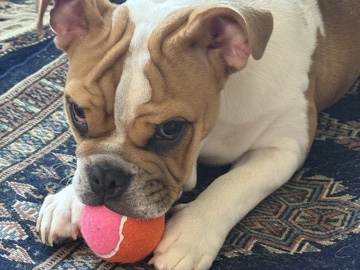Olde English Bulldogge – Female English Bulldog in need of new home – Red Oak