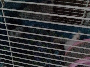 Mouse – selling baby girl mice – Lexington