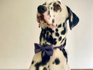Dalmatian - Dalmatian Adoption  available for adoption in Dubai