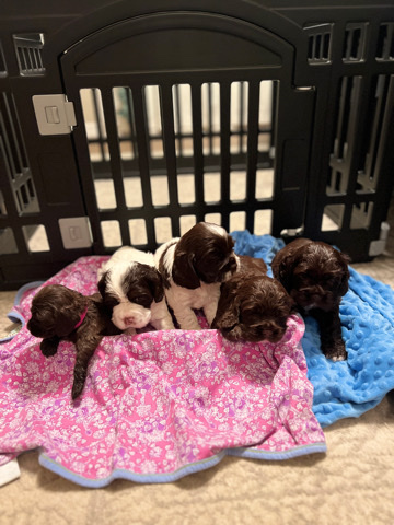 English Cocker Spaniel – Cocker Spaniels Puppies