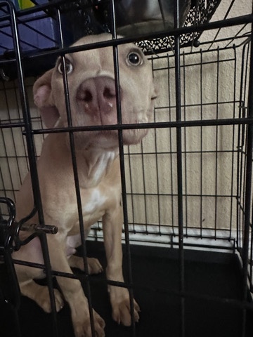 American Pit Bull Terrier – pit bull for sale