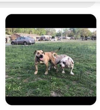 Billy – bullie puppies