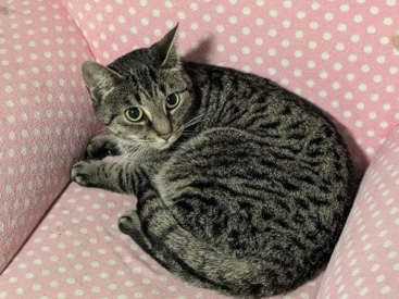 1 Year Old Cat – London