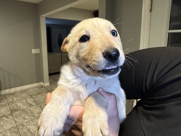 German Shepherd – German Shepherd/Husky