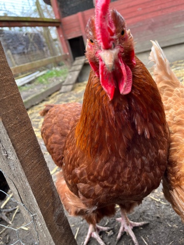 Any – laying hens for sale