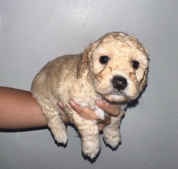 dog (puppy) hypo