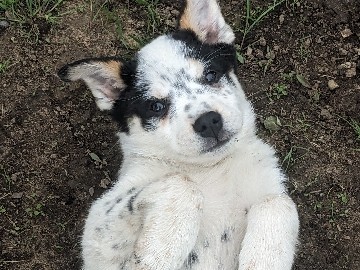 Australian Cattle Dog – Australian Shepherd X Heeler puppies – Norfolk