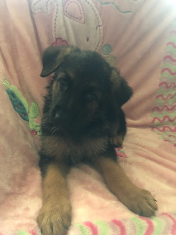 German Shepherd – German Shepard puppy