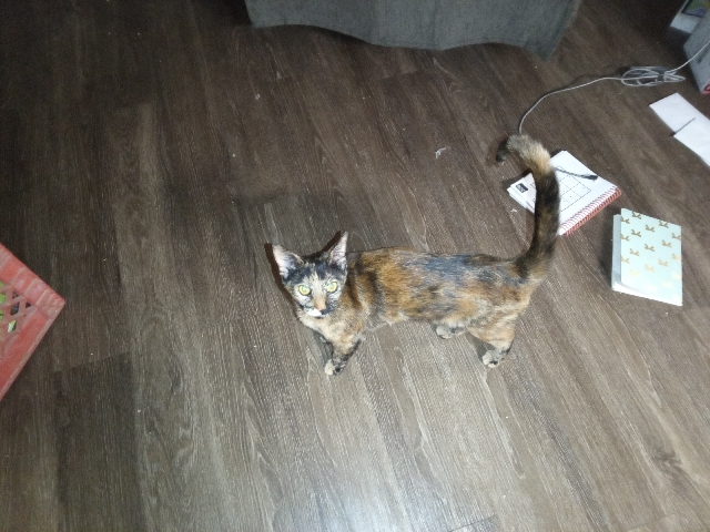 American Shorthair - rehome  available for adoption in Dallas