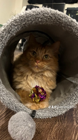 Female orange cat