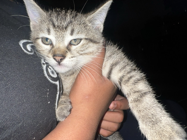 American Wirehair – 4 kittens – Schenectady