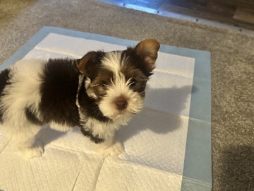 Yorkshire Terrier – Parti Yorkie Nyla