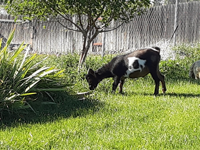 nigirian dwarf buck