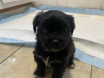 Shih Tzu – shih Tzu – Corona