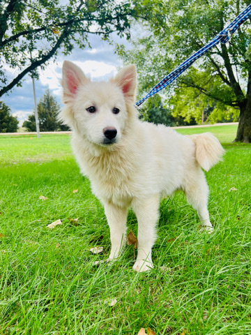 Pomeranian – Mylo