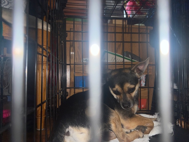 Chihuahua – Chihuahua mix