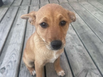 Shiba Inu – Shiba inu-golden retriever for sale – Summerville