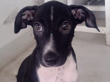 Aidi – dog adoption y sell – Mumbai