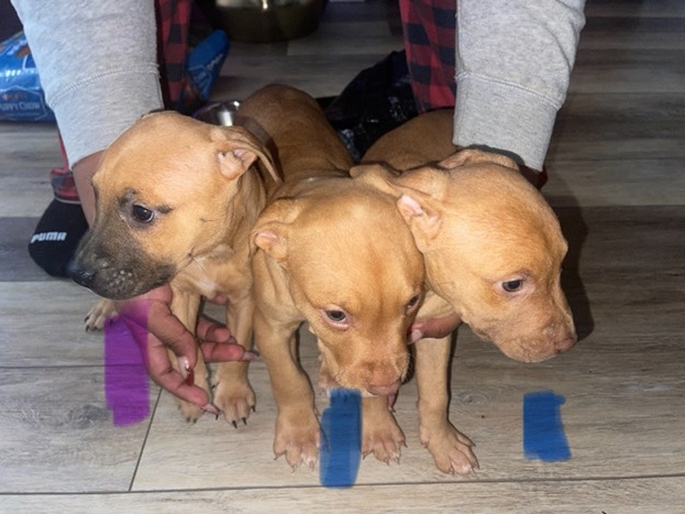 American Pit Bull Terrier – Pitbull pups – Woodbridge