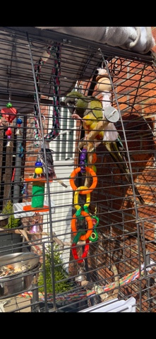 Parrotlet – parrot